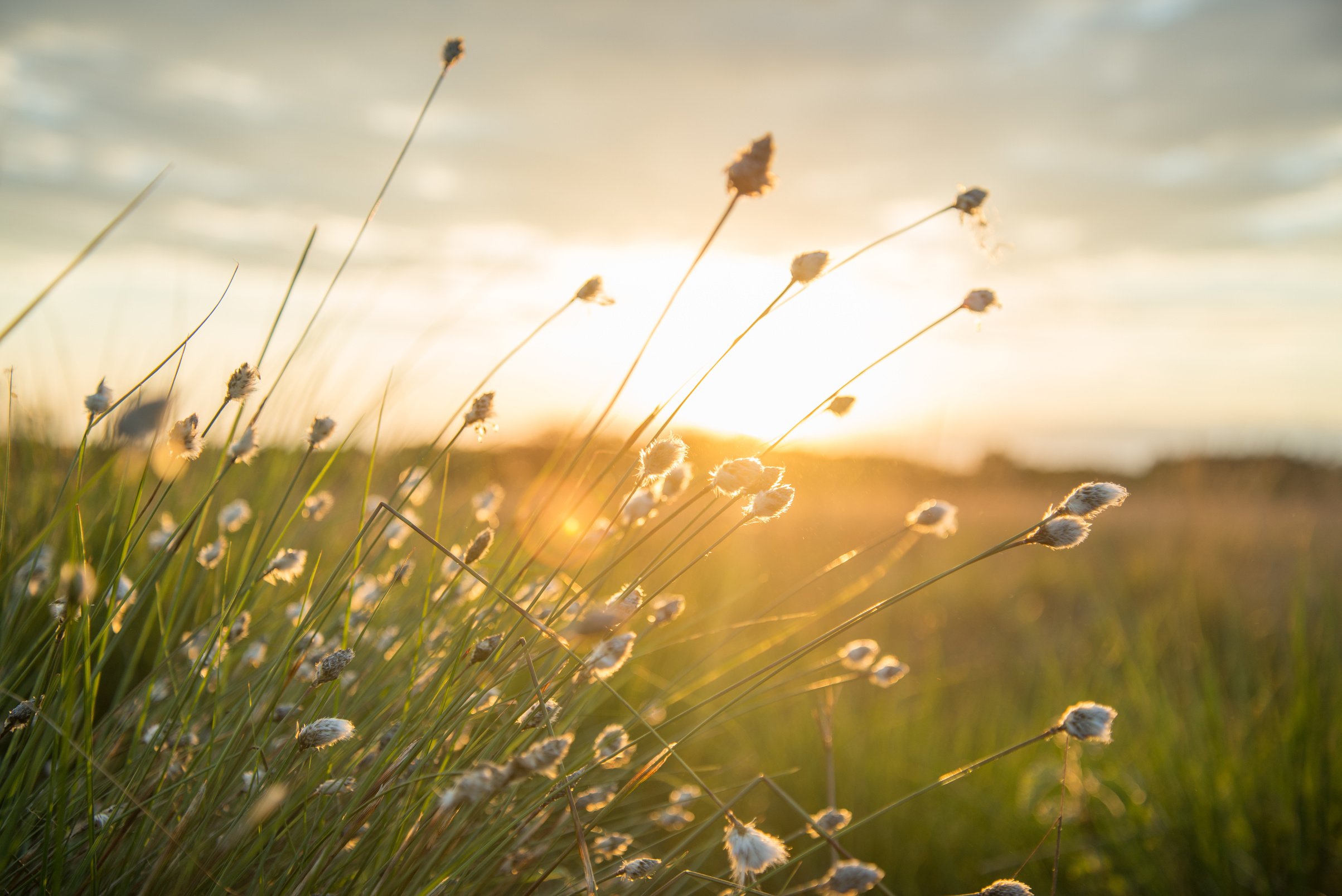 Golden Hour Photography of Plants